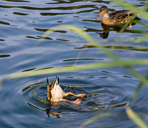 Enten auf dem ruhigen Laaxersee